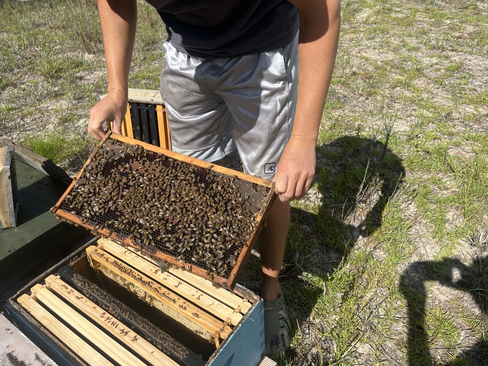 Bear Creek Apiaries beehives