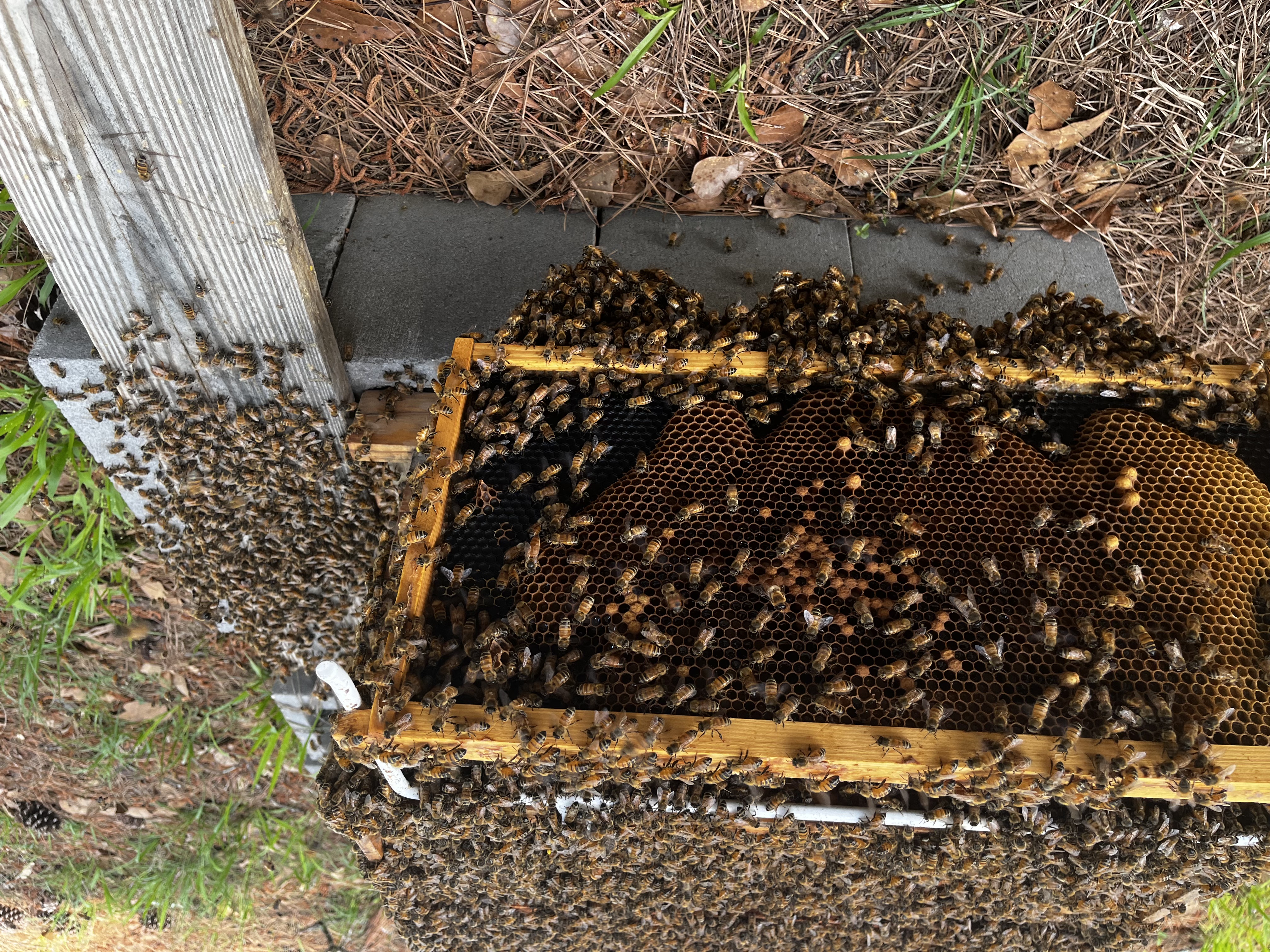 Bee nuc with bees